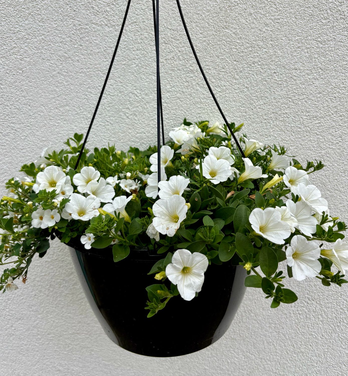 Outdoor Hanging Basket