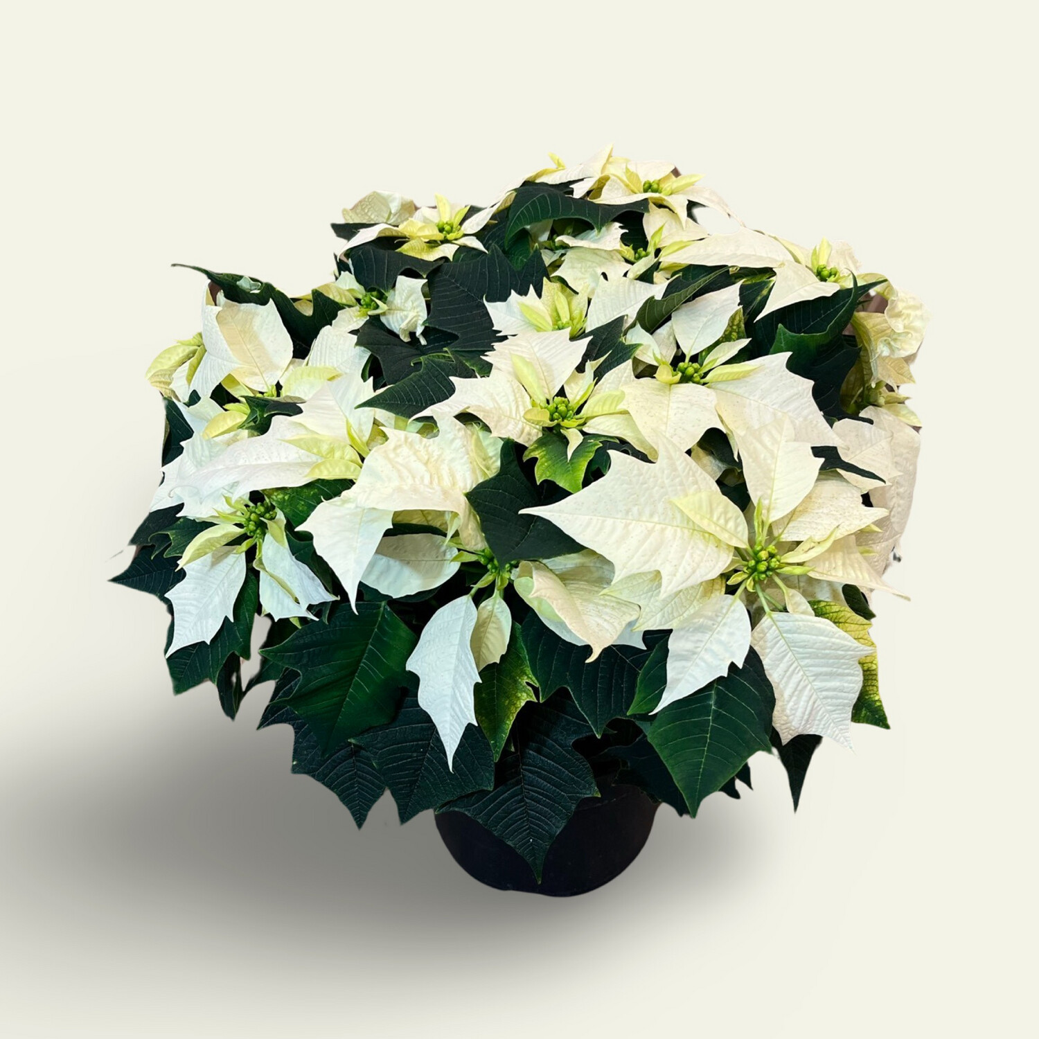 10" Poinsettia