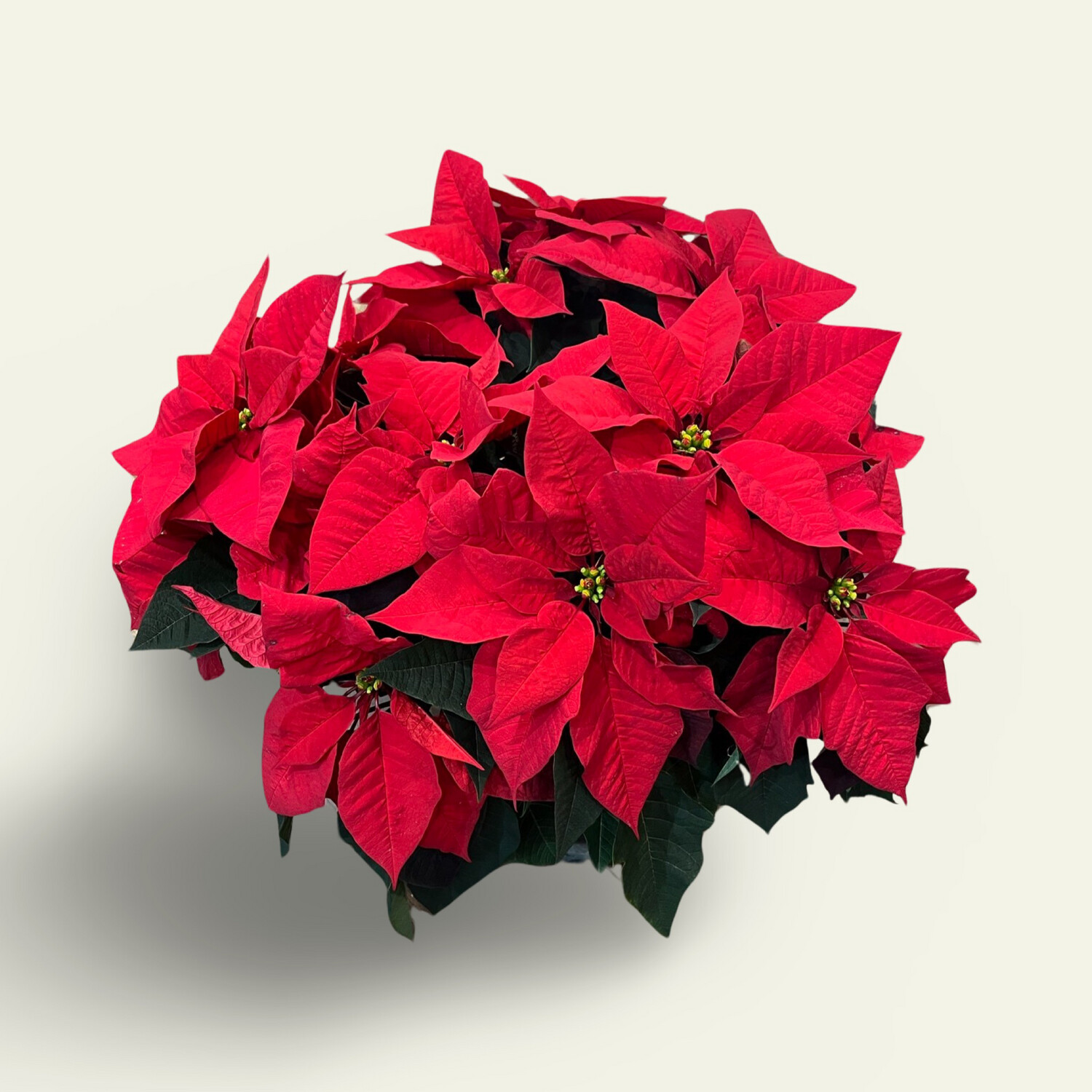 10" Poinsettia