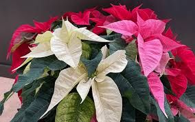 10" Poinsettia