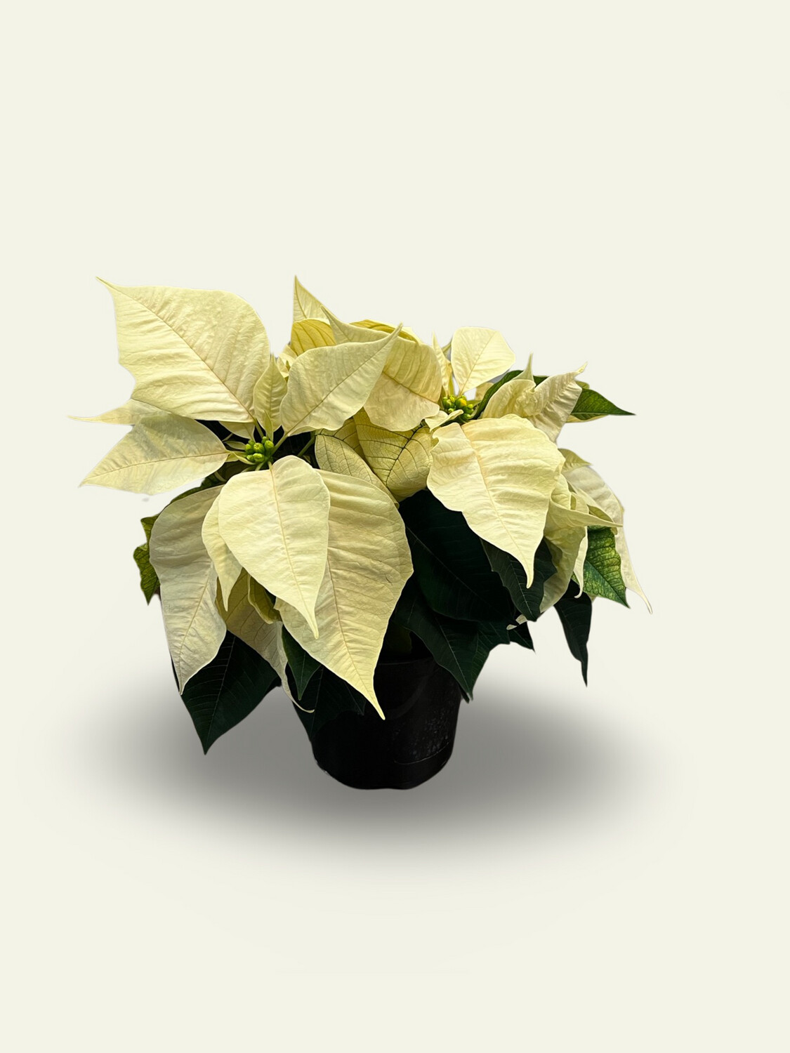 6" Poinsettia