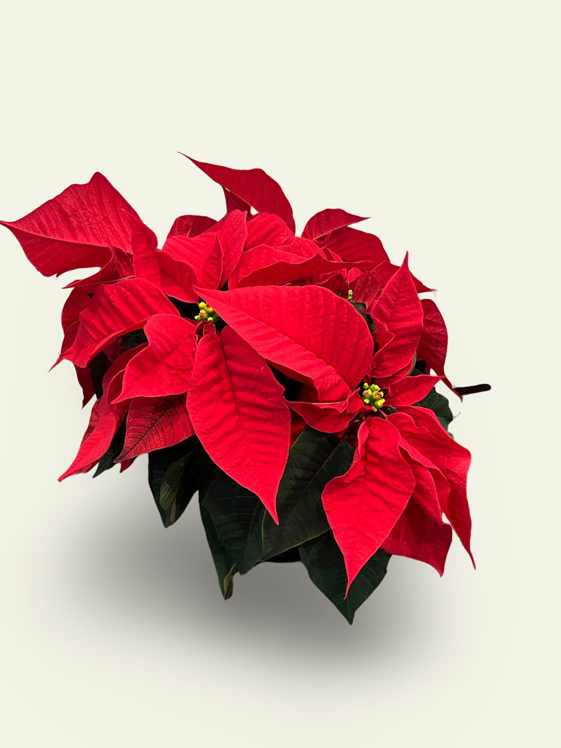 6" Poinsettia