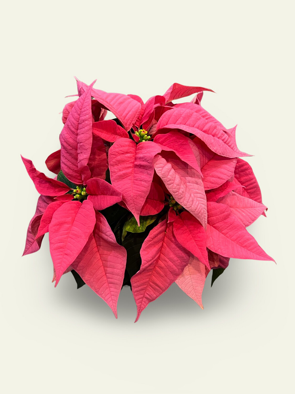 6" Poinsettia