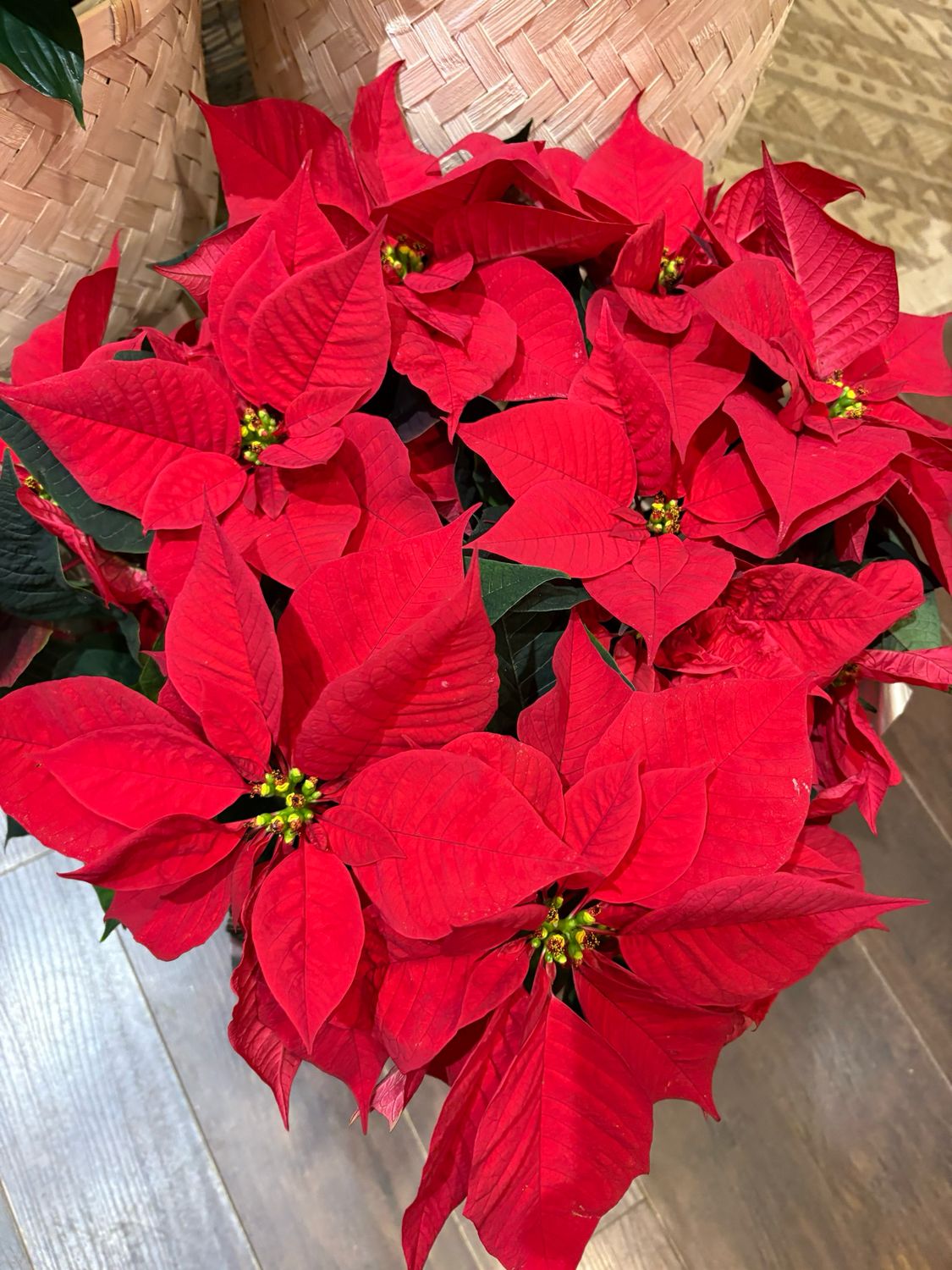 8" Poinsettia