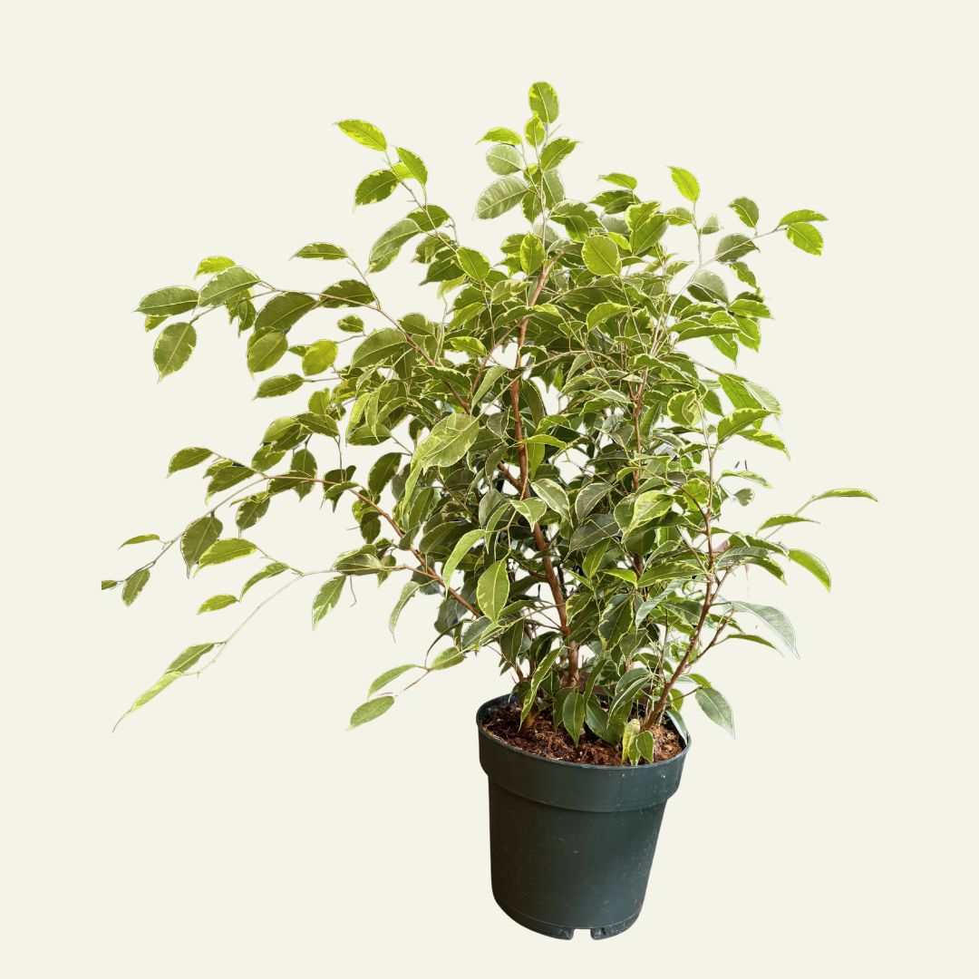 Ficus Benjamina (8")