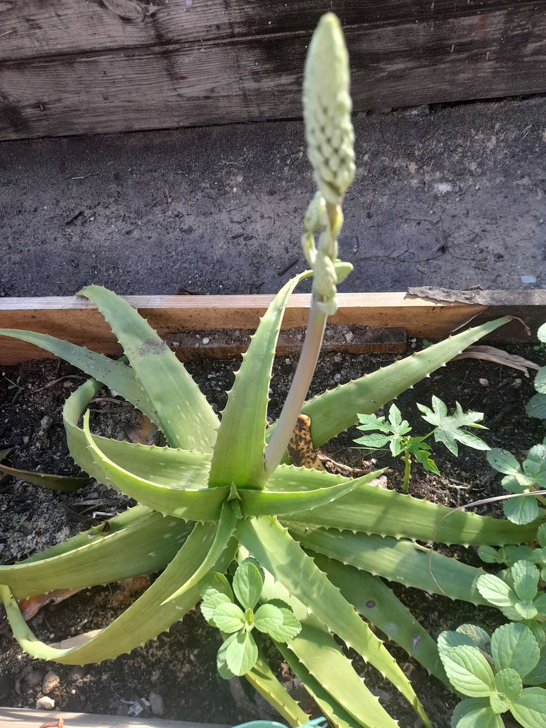 Aloe Vera