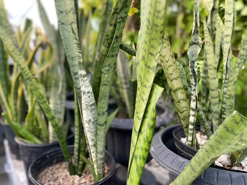 Snake Plant