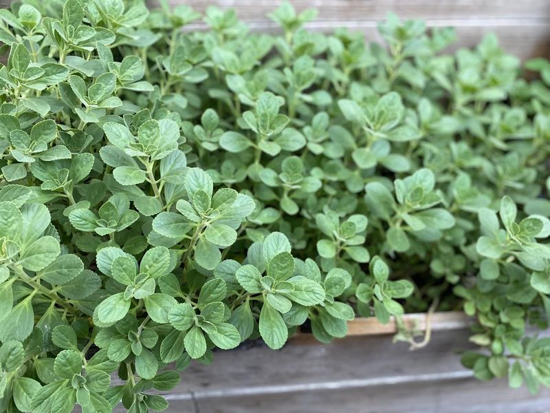 Oregano