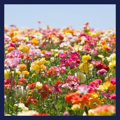 Flower Wraps