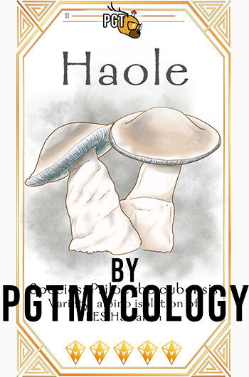Haole