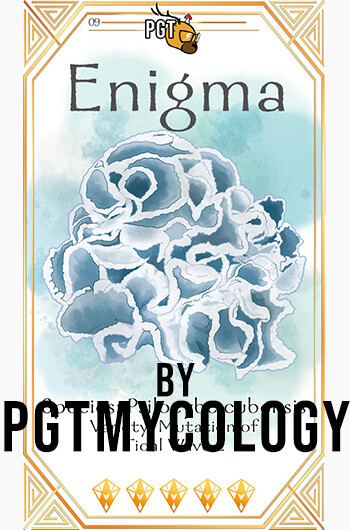 Enigma