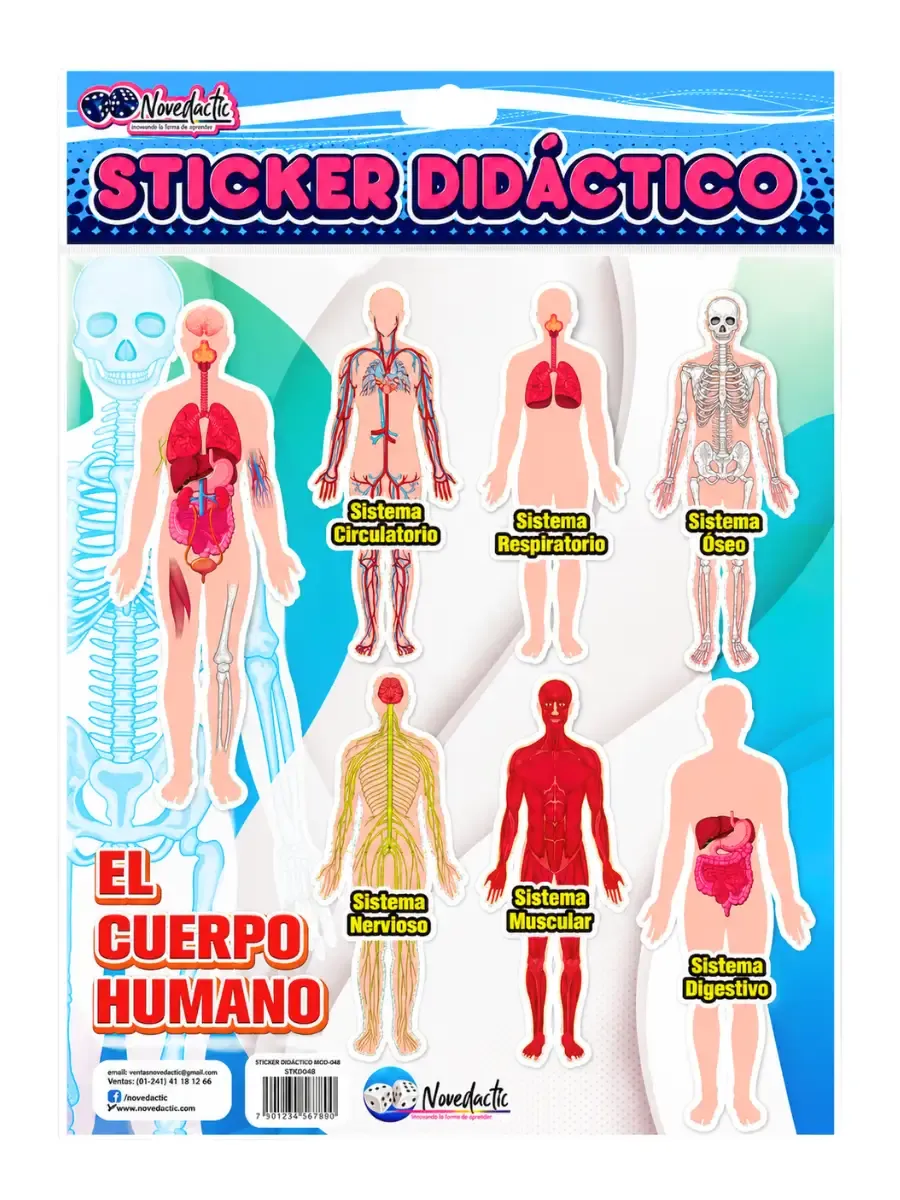 Sticker Didáctico El Cuerpo Humano C/3 Pzas – Mayoreo Set de 3 stickers didácticos con anatomía y partes del cuerpo humano para aprendizaje escolar