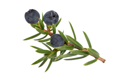 Gin