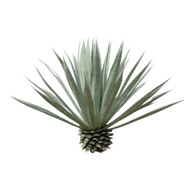 Tequila and Mezcal