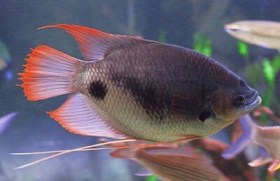 Giant Red Tail Gourami 3&quot;