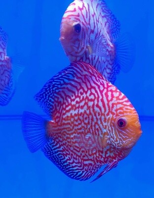 Checkerboard Discus 5&quot;