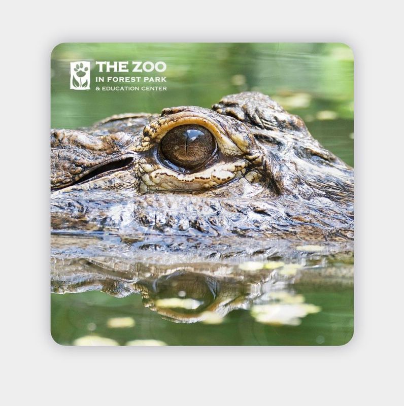 Alligator Eye Vinyl Sticker
