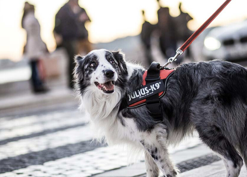 Julius K9 Powerharness