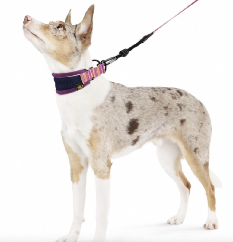 Featherweight Houndcollar