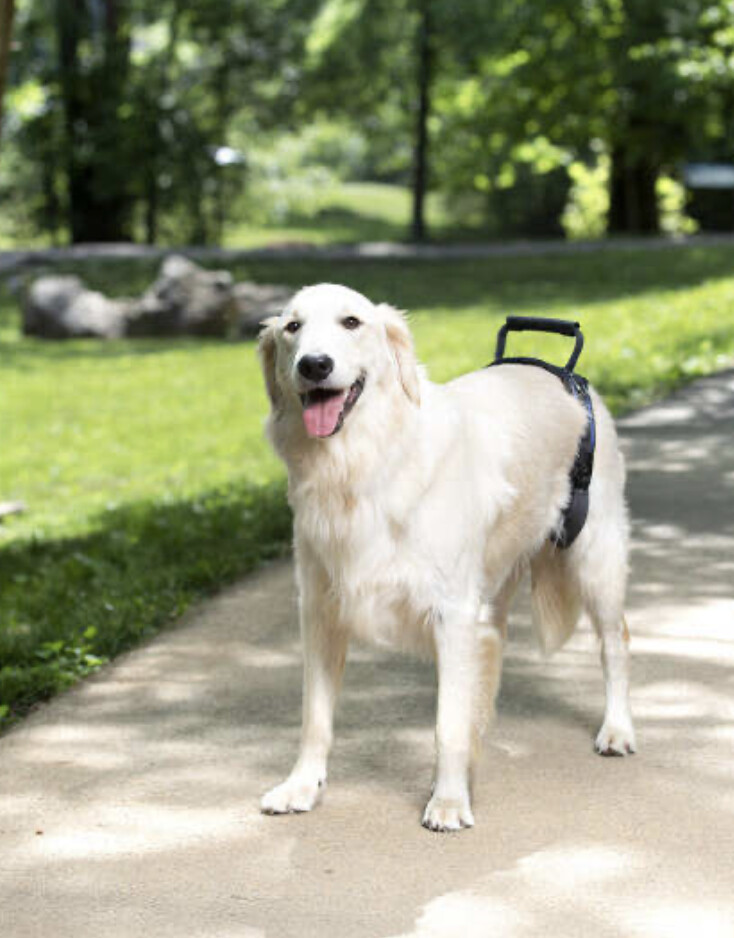 PetSafe Carelift Rear Support Harness