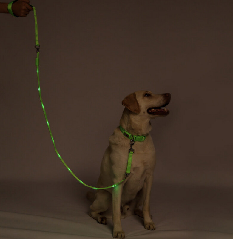 Blazin LED Leash