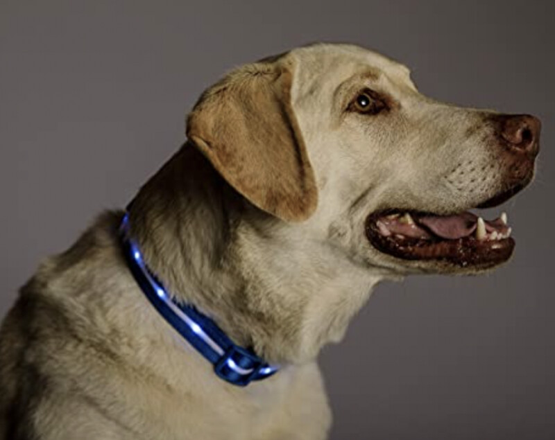 Blazin LED Collar