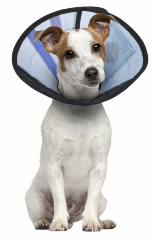 Caring Collar Cone
