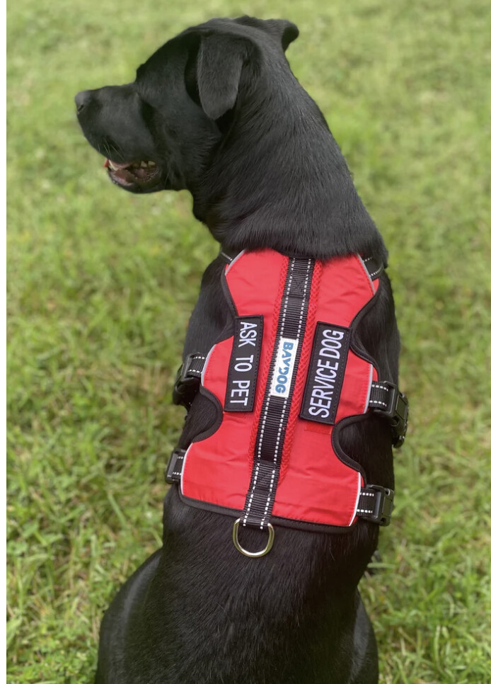 Service Dog Harness