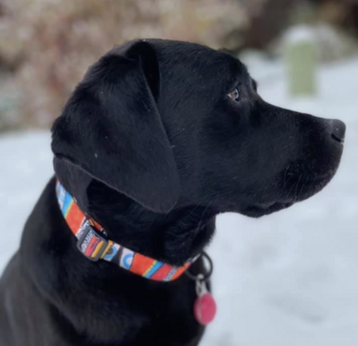 Collars &amp; Leashes