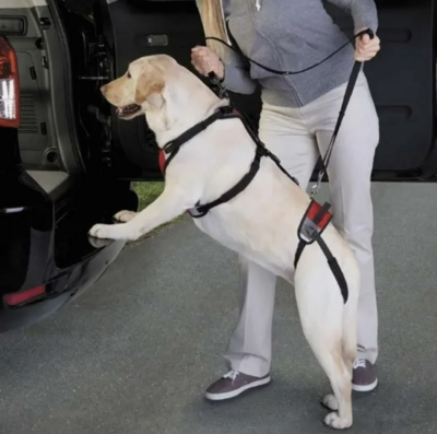 Health &amp; Wellness