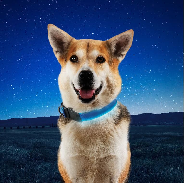 NiteDog Rechargeable LED Collar