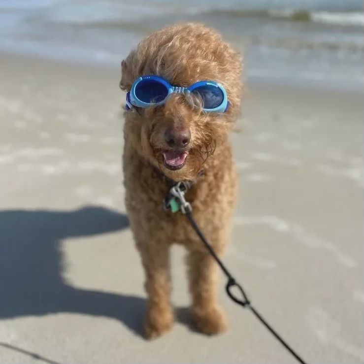 Doggles
