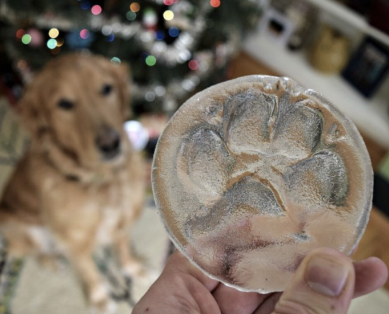 Hot Paws Kit