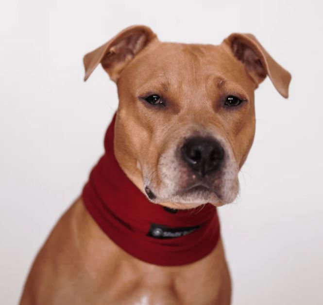 Dog Earmuff Protector, Color: Red, Size: L (45-100lbs)