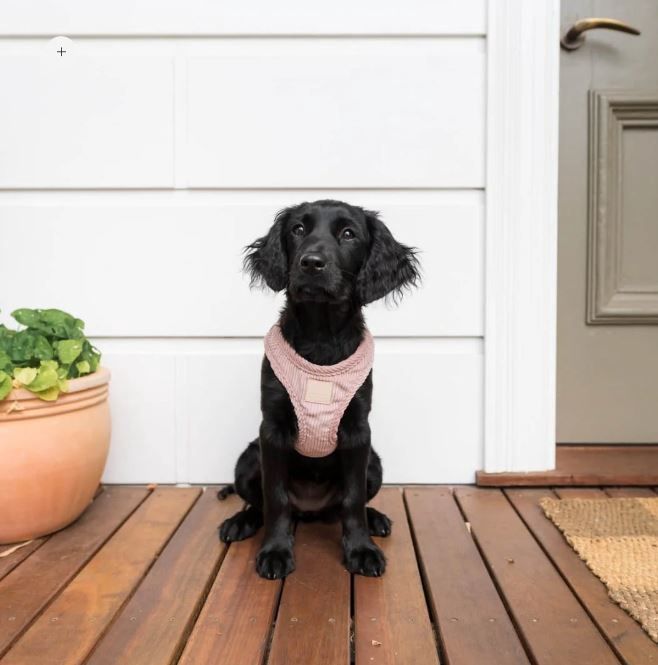 FY Corduroy Step In Harness