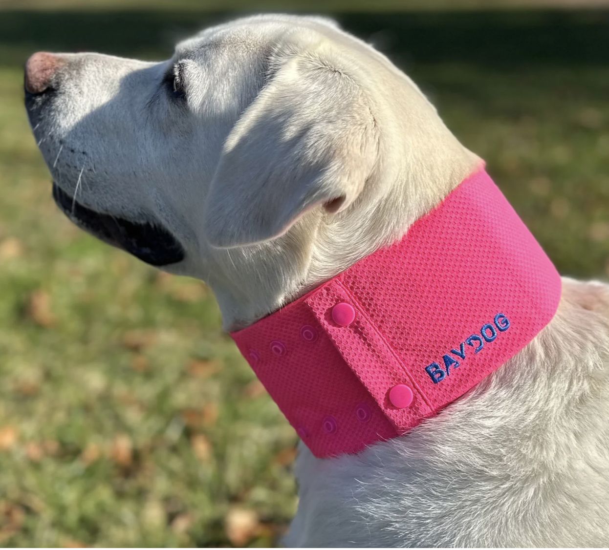 BayDog Cooling Collar