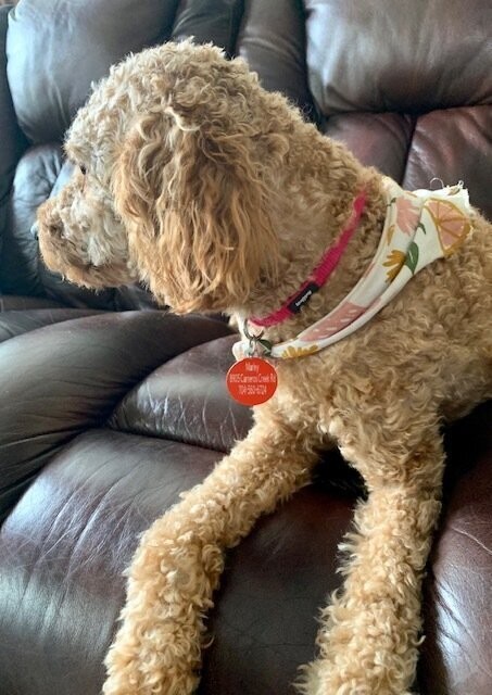 Pet Tag - Aluminum - Round or Bone