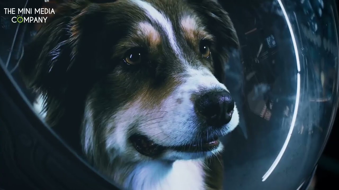 Shout Web & Local SEO Amplifier Package