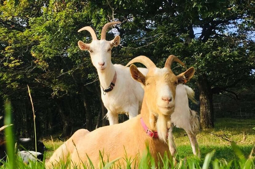 Gift of Hay -Goats