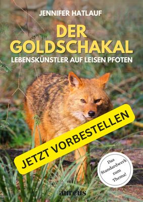 DER GOLDSCHAKAL - Lebenskünstler auf leisen Pfoten