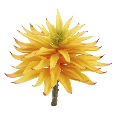 Yellow Succulent