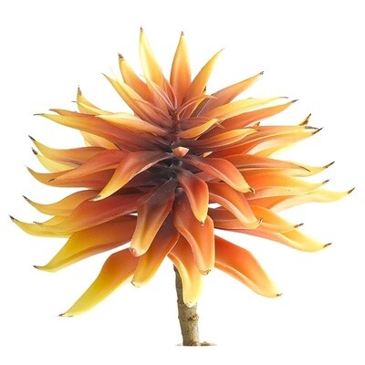 Ombre Orange Succulent