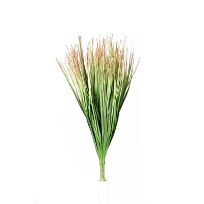 Green and Red Onion Grass