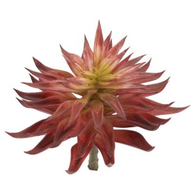 Ombre Red Succulent