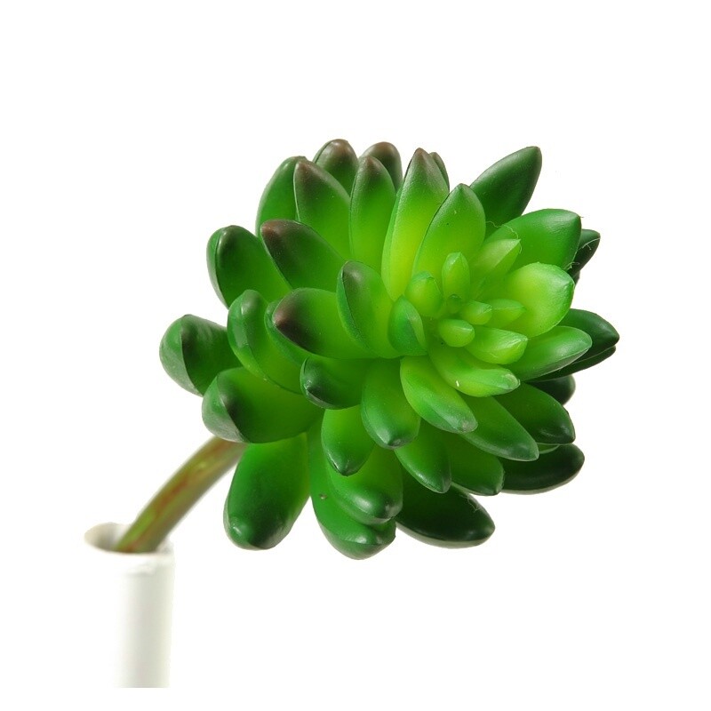 Green Succulent