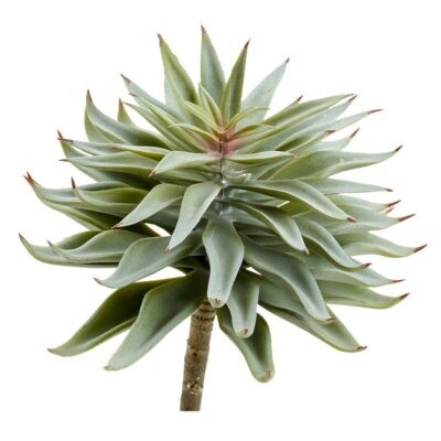 Grey Single Stem Succulent