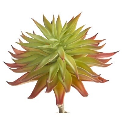Ombre Pink Succulent