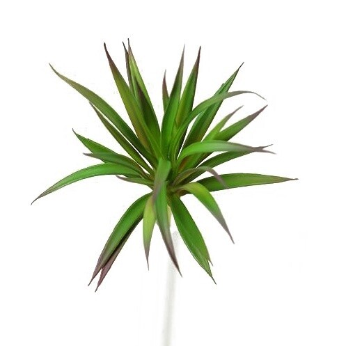 Green Burgundy Succulent