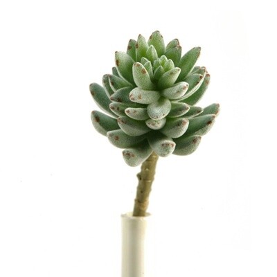 Flocked Agave Faux Succulent