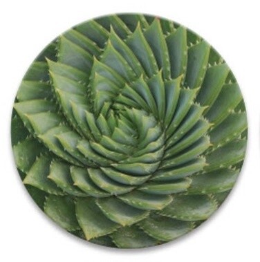 Blossoming Succulent Coaster - Round, Style: Succulent A